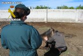 La Guardia Civil imputa al propietario de varios caballos por su abandono