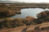 Los humedales de Las Moreras, a un paso de la categora ‘Ramsar’