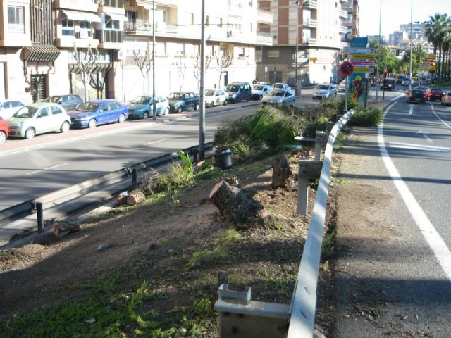 PSOE: Otra tala pura y dura, esta vez en la  mediana del paseo del Malecón - 1, Foto 1