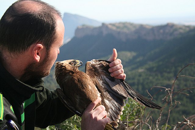 Agricultura libera un ejemplar de aguililla calzada tras ser curada en el Centro de Recuperación de Fauna Silvestre ‘El Valle’ - 1, Foto 1