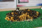 El ayuntamiento de Totana apoyar la creacin de un museo de las abejas