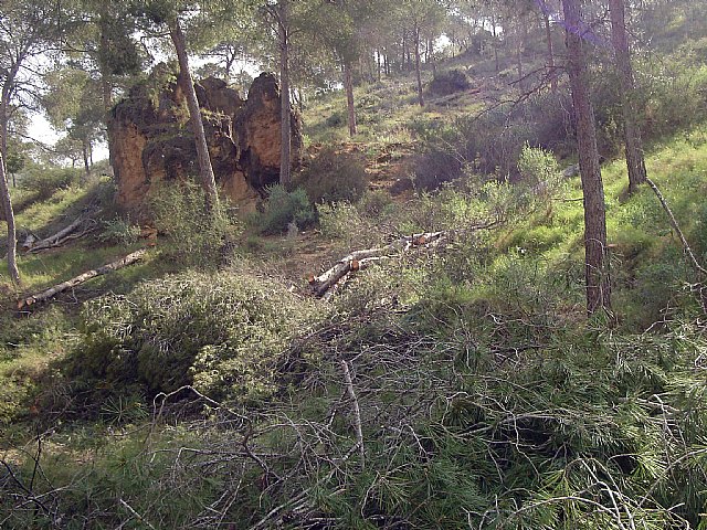 El PSOE exige que se dejen de talar árboles en El Valle y se combata la plaga de procesionaria en Torreagüera - 2, Foto 2