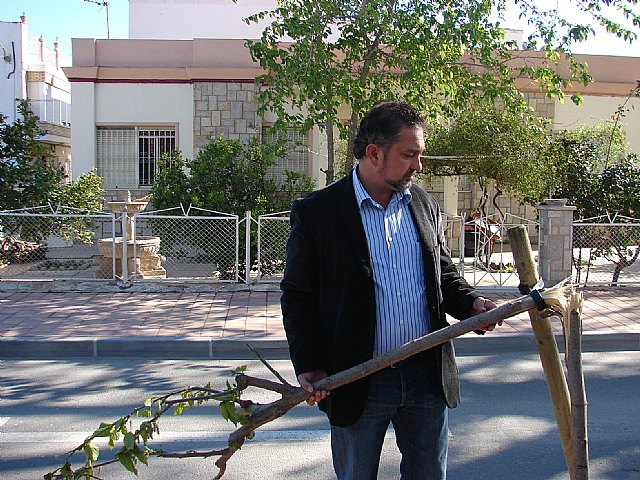 El concejal de Obras califica de canallada que unos vándalos partieran por la mitad una veintena de moreras que habían sido plantadas en Poeta Gimeno Castellar - 2, Foto 2