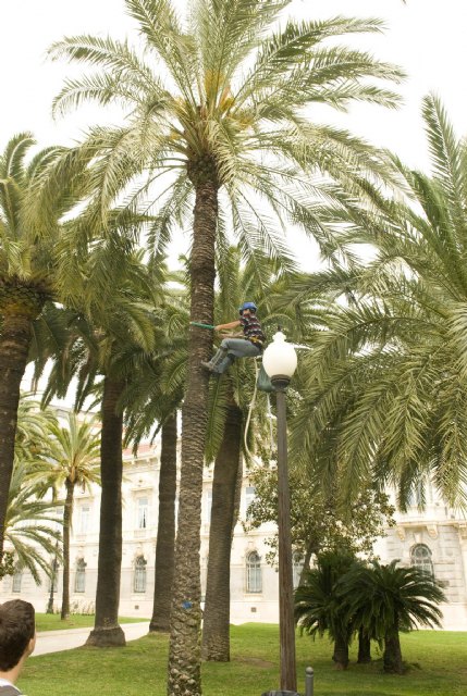 Ensayan en Cartagena un novedoso método para erradicar el picudo rojo - 4, Foto 4