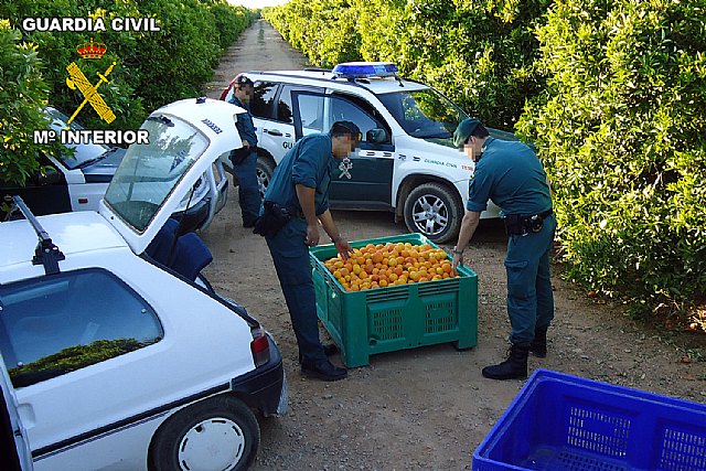 La Guardia Civil desarticula un grupo organizado dedicado a la sustracción de fruta - 1, Foto 1