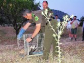 Agricultura libera una hembra adulta de tejn tras ser tratada en el Centro de Recuperacin de Fauna Silvestre El Valle
