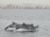 ANSE promueve la participacin de voluntarios en el seguimiento de delfines y aves marinas