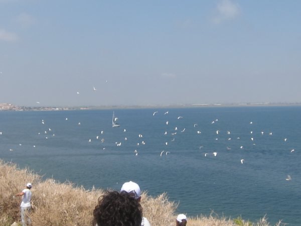 Más de 40 voluntarios participan en las actividades de anillamiento de aves - 1, Foto 1