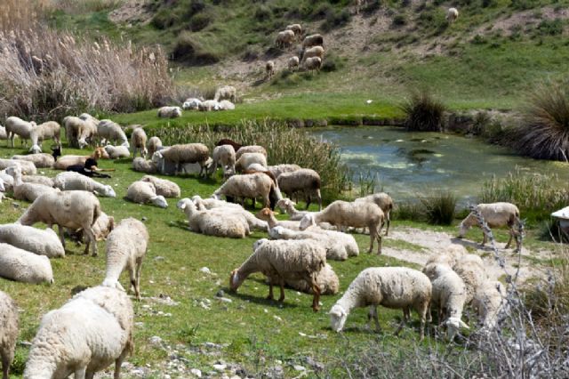 Proyecto de conservación de charcas ganaderas                - 1, Foto 1