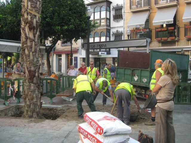 Una nueva palmera vuelve a presidir la Plaza de las Flores - 1, Foto 1