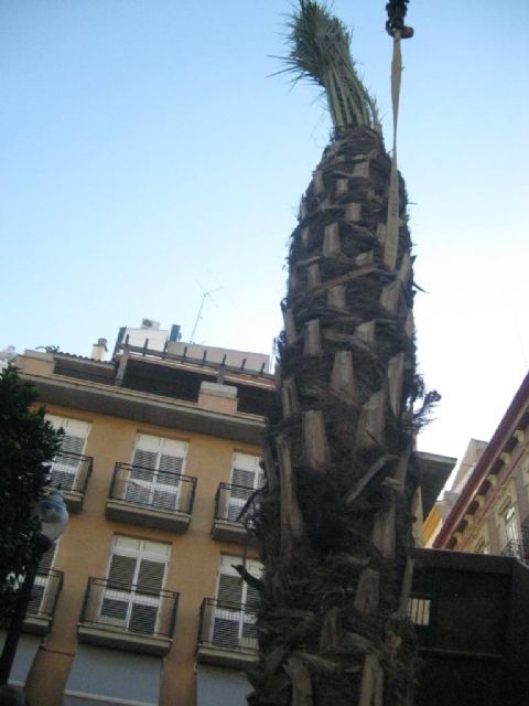 Una nueva palmera vuelve a presidir la Plaza de las Flores - 2, Foto 2