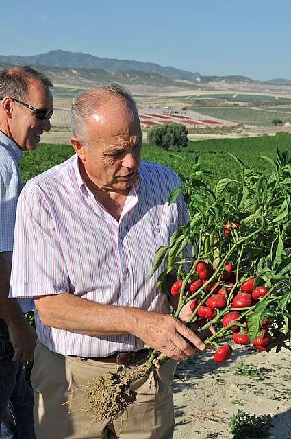 La Comunidad consigue salvar el cultivo tradicional del pimiento para pimentón mediante el programa ´Agricultura Limpia´ - 1, Foto 1