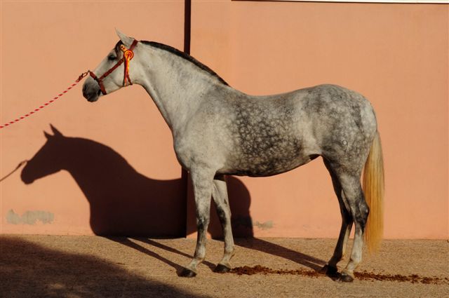 La Universidad de Murcia se hace con una yegua del Hierro del Bocado - 1, Foto 1