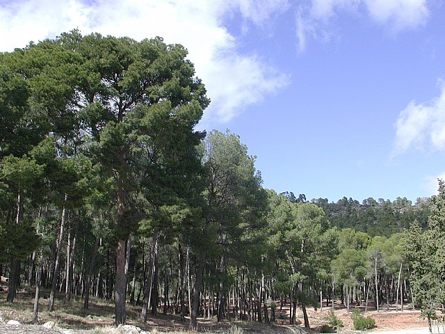 El aprovechamiento energético de la biomasa forestal reducirá el riesgo de incendios y fomentará el empleo - 1, Foto 1