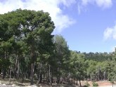 El aprovechamiento energtico de la biomasa forestal reducir el riesgo de incendios y fomentar el empleo