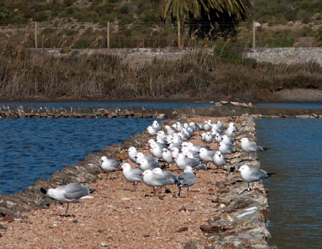 La imagen muestra una perspectiva de las salinas del Rasall, ubicadas en el interior del Parque Regional de Calblanque, pobladas de gaviotas de Audouin., Foto 1