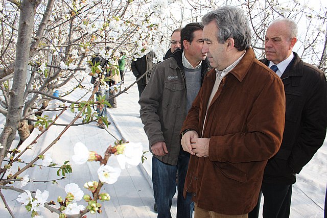 Cerdá destaca los avances en el estudio de la viabilidad del cultivo del cerezo en la Región - 1, Foto 1