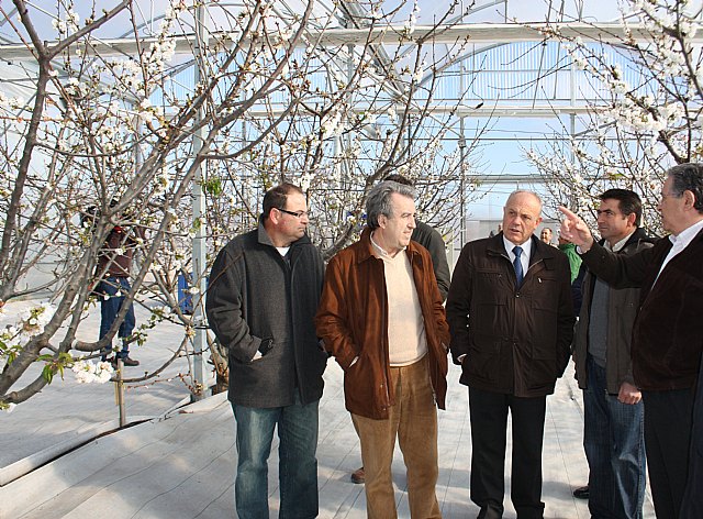 Cerdá destaca los avances en el estudio de la viabilidad del cultivo del cerezo en la Región - 2, Foto 2