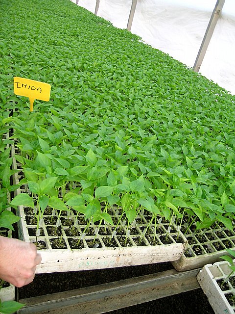 Agricultura obtiene los primeros híbridos y líneas de pimientos portadores de resistencias a enfermedades producidas por hongos - 3, Foto 3