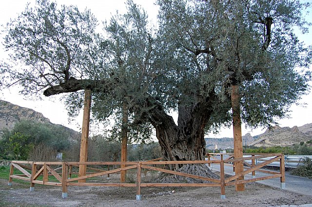 Agricultura desarrolla un programa de conservación en árboles monumentales de Cieza, Mula y Ricote - 1, Foto 1