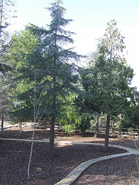 El Parque Regional El Valle celebra dos visitas guiadas en su jardín botánico Arboretum - 3, Foto 3