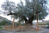 Agricultura desarrolla un programa de conservacin en rboles monumentales de Cieza, Mula y Ricote