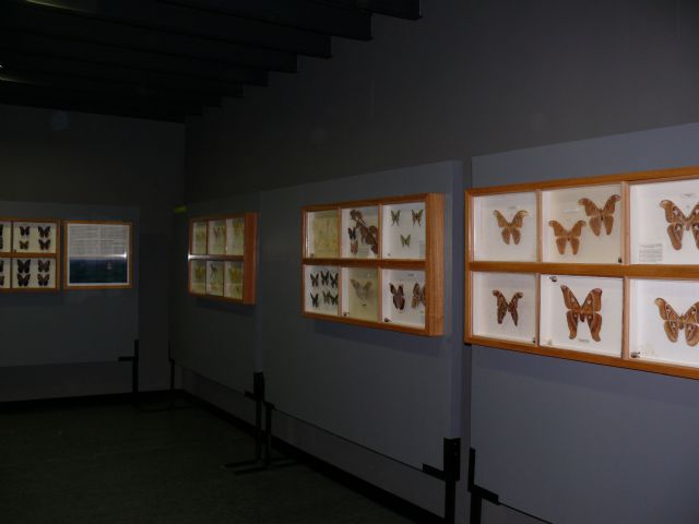 El museo etnográfico y ciencias de la naturalez reabre sus puertas con una exposición entomológica - 2, Foto 2