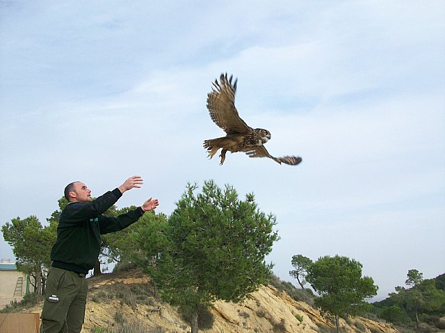 Agricultura libera una hembra adulta de búho real en Jumilla tras su paso por el Centro de El Valle - 1, Foto 1