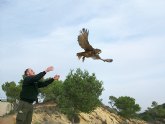 Agricultura libera una hembra adulta de bho real en Jumilla tras su paso por el Centro de El Valle