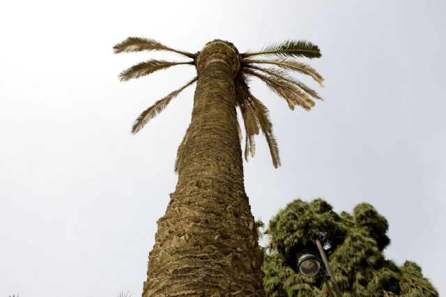 El Ayuntamiento comienza la retirada de palmeras secas en el centro - 1, Foto 1