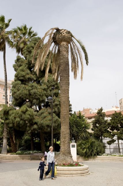 El Ayuntamiento comienza la retirada de palmeras secas en el centro - 2, Foto 2