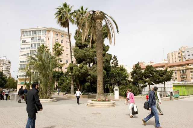 El Ayuntamiento comienza la retirada de palmeras secas en el centro - 3, Foto 3