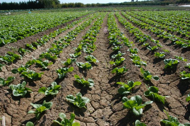 El Grupo Hortiberia apoya la Declaración de Almería, que marca las necesidades del sector hortofrutícola ante la nueva PAC - 1, Foto 1