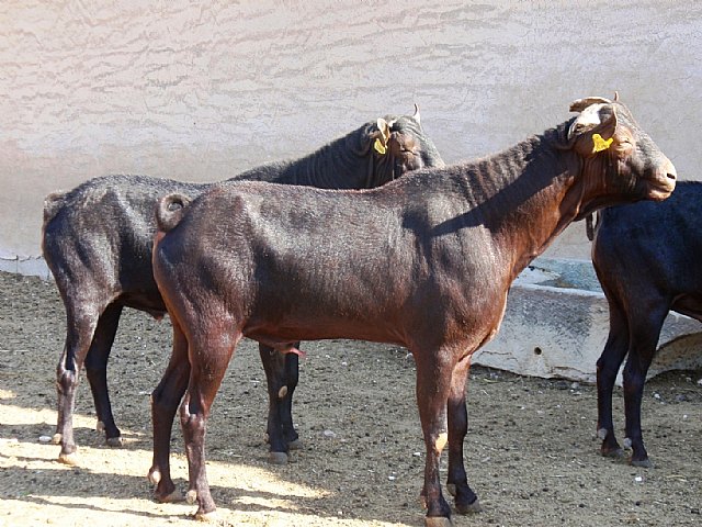 Agricultura elabora un catálogo de sementales de caprino de raza murciano-granadina - 1, Foto 1