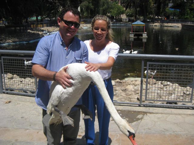 El cisne del lago del jardín del Salitre ya no nada solo - 1, Foto 1