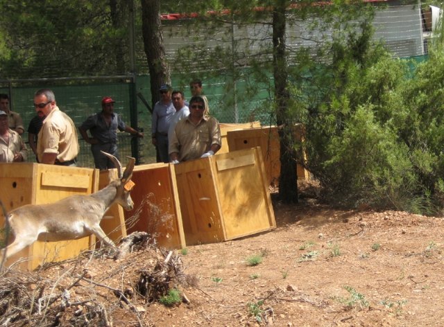 La Comunidad libera ocho ejemplares de cabra montés en una finca experimental para su posterior reintroducción - 1, Foto 1