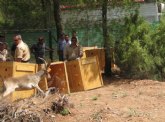 La Comunidad libera ocho ejemplares de cabra monts en una finca experimental para su posterior reintroduccin