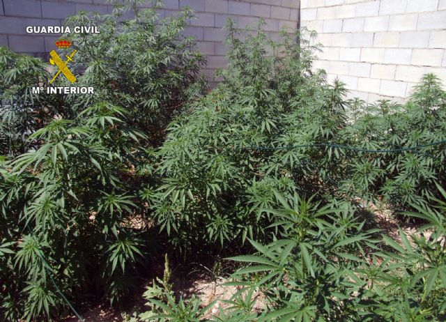 La Guardia Civil desmantela un punto de producción y distribución de marihuana en Cehegín - 1, Foto 1