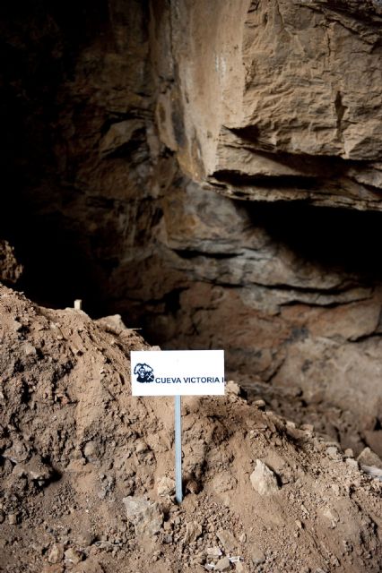 400 nuevos fósiles y dos piezas humanas se añaden a la colección de las excavaciones de Cueva Victoria - 5, Foto 5