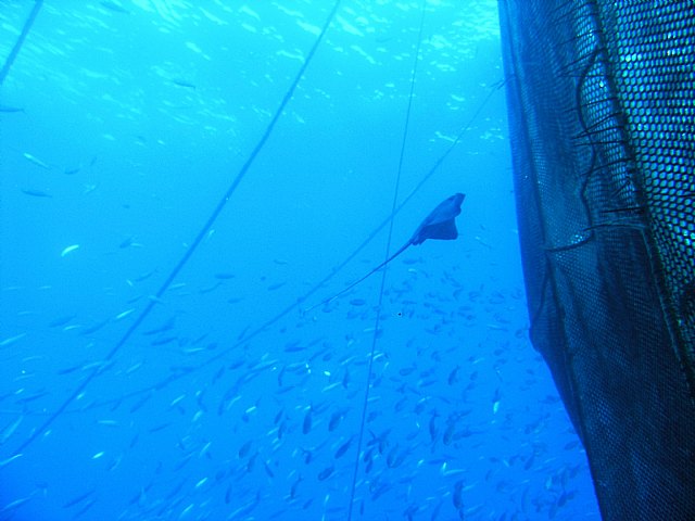 Agricultura realiza un estudio sobre las especies de peces salvajes asociadas a la acuicultura en mar abierto - 1, Foto 1