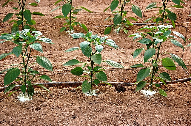 Agricultura experimenta con éxito en pimiento grueso nuevos portainjertos resistentes a las enfermedades del suelo - 1, Foto 1