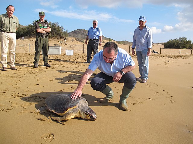 La Consejería de Presidencia libera dos ejemplares de tortuga boba tras ser curados en el Centro de Recuperación de Fauna Silvestre - 1, Foto 1