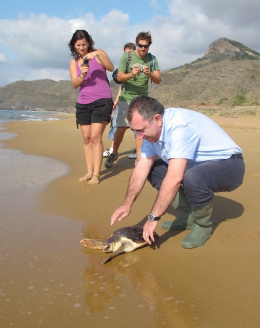 La Consejería de Presidencia libera dos ejemplares de tortuga boba tras ser curados en el Centro de Recuperación de Fauna Silvestre - 3, Foto 3