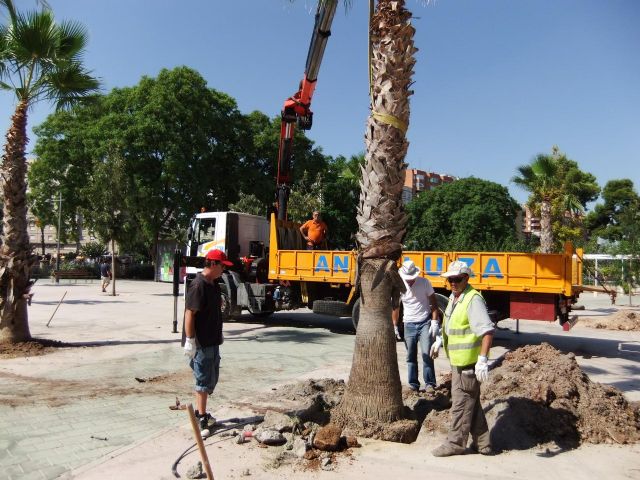 La Concejalía de Medio Ambiente repone 60 palmeras afectadas por el picudo rojo - 2, Foto 2