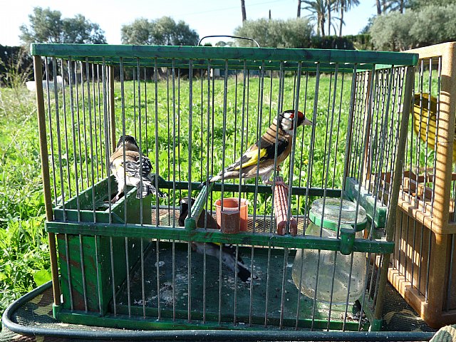 ANSE y SEO/BirdLIFE: “La Comunidad Autónoma modificará las autorizaciones de captura de fringílidos como venían reclamando los grupos conservacionistas” - 1, Foto 1