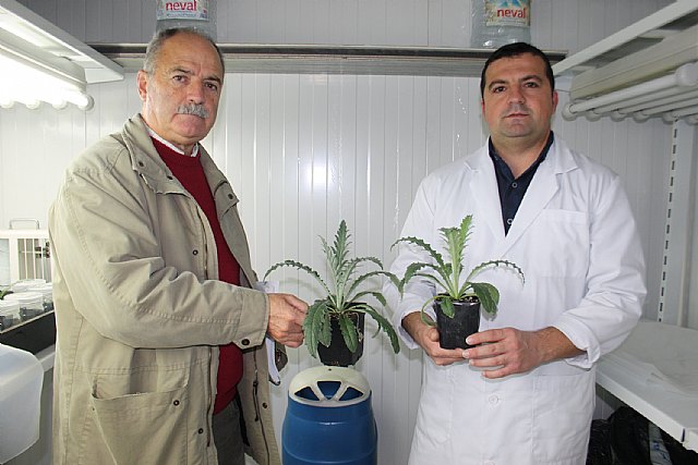 Agricultura experimenta con éxito técnicas de cultivo in vitro para la obtención de nuevas variedades de alcachofa - 1, Foto 1