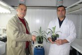 Agricultura experimenta con xito tcnicas de cultivo in vitro para la obtencin de nuevas variedades de alcachofa