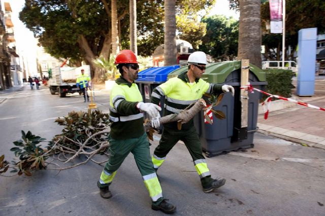 El Ayuntamiento repasa los ficus monumentales de la Plaza San Francisco - 2, Foto 2