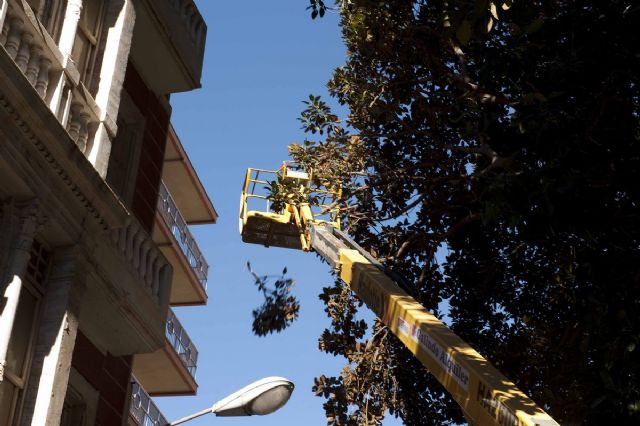 El Ayuntamiento repasa los ficus monumentales de la Plaza San Francisco - 5, Foto 5