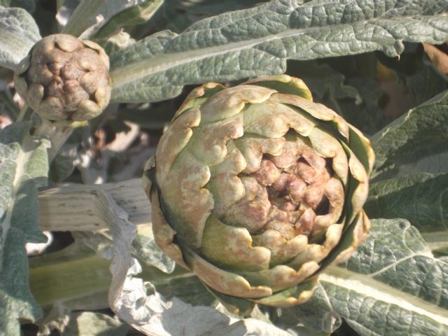 El PSOE exige al Gobierno regional que apoye a los agricultores para la contratación de seguros agrarios - 1, Foto 1